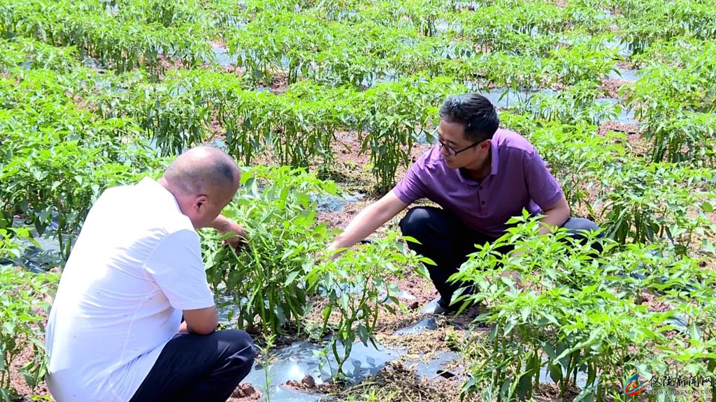 党建引领乡村特色产业发展,党建带动贫困户增收六千多元