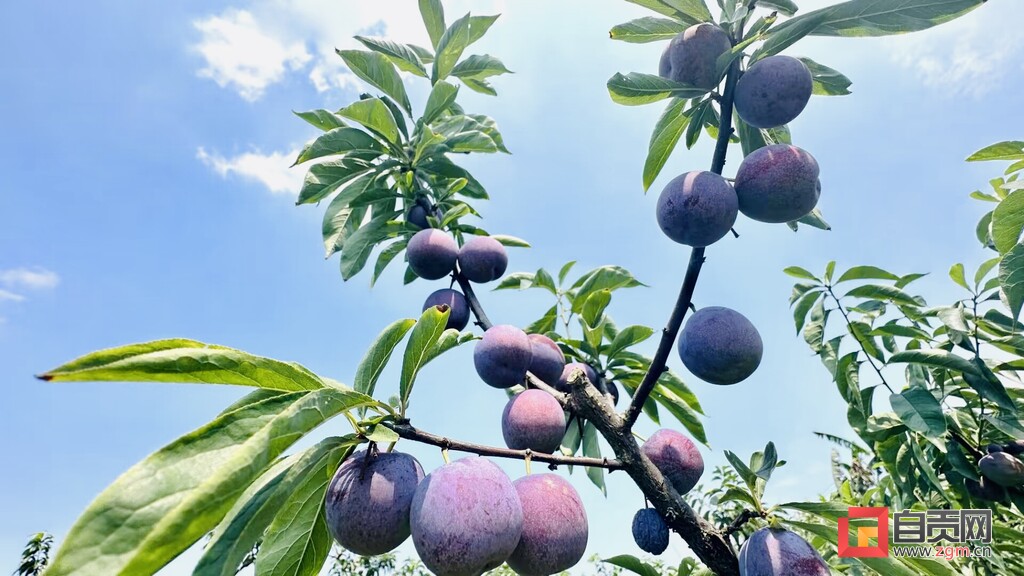 富全镇蒲余村,沿滩富全镇