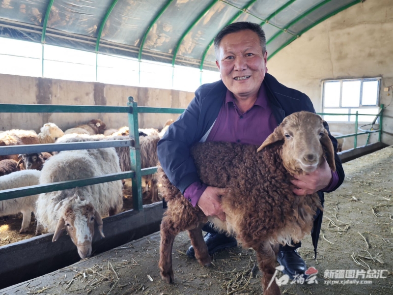 新疆皮山多胎红羊多少钱一只,皮山红羊有什么特点
