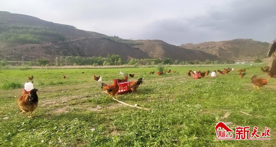 林下养殖鸡经济效益,农村创业养殖林下生态散养鸡