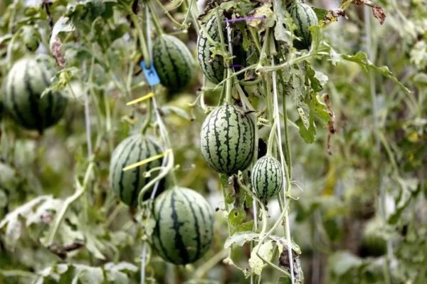 茶叶种植乡村振兴,冬季种植蔬菜助力乡村振兴