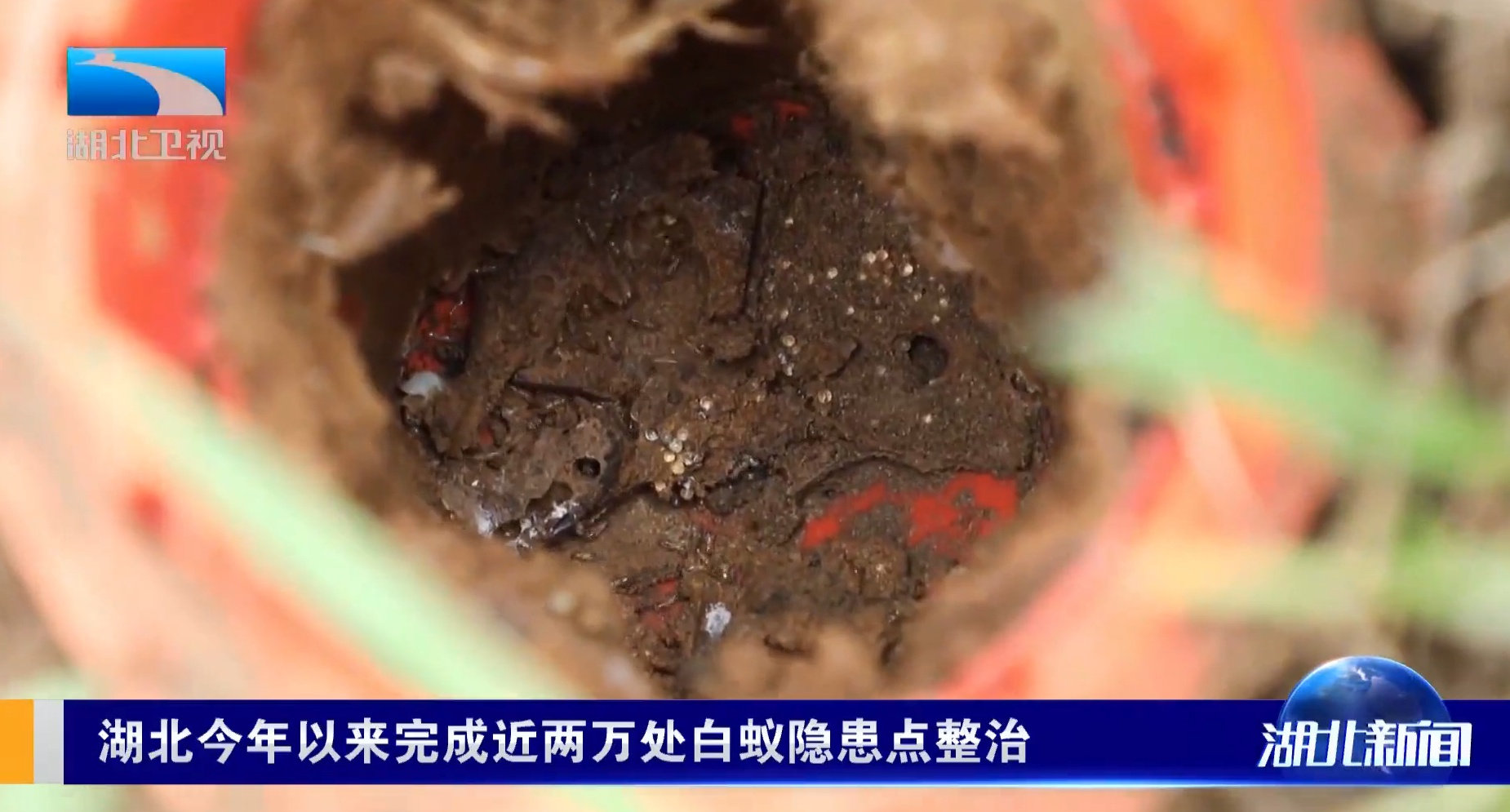 湖北车内白蚁防治方法,湖北室内灭白蚁