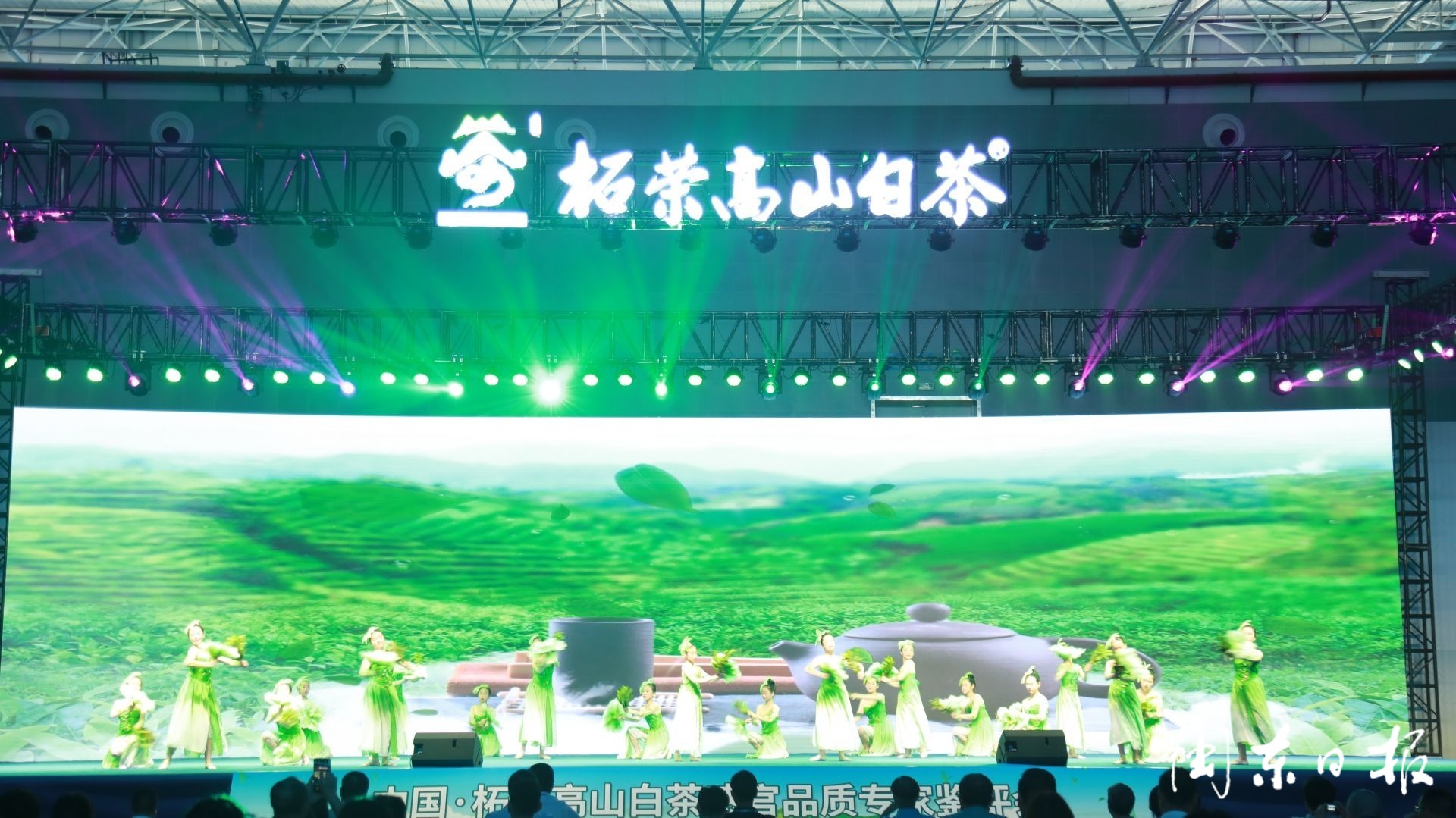 柘荣高山白茶获茶王,今年白茶茶王是柘荣白茶吗