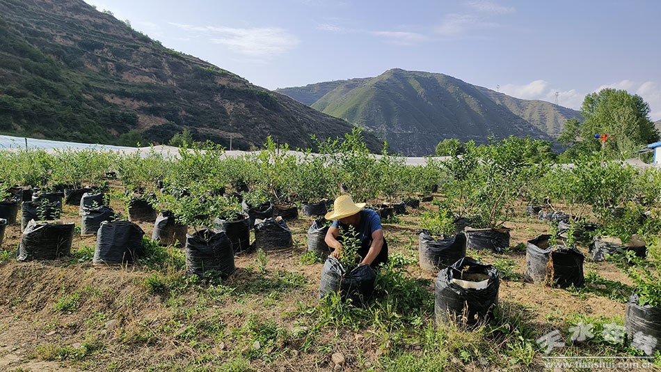 凤山镇全面推进乡村振兴,延坪镇培植特色产业助力乡村振兴