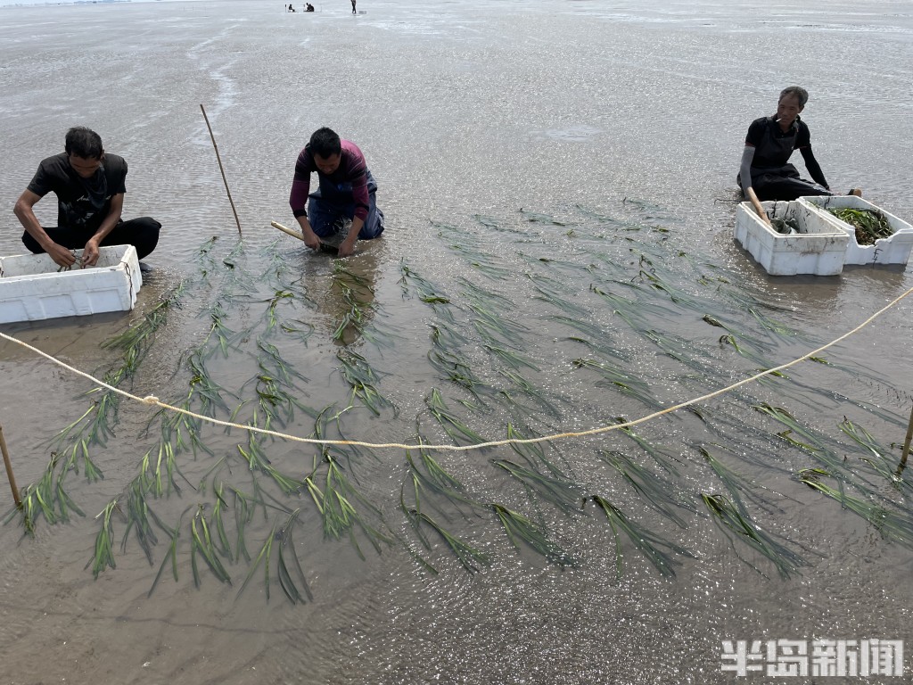 江苏海草床面积,海草床严重退化该如何修复