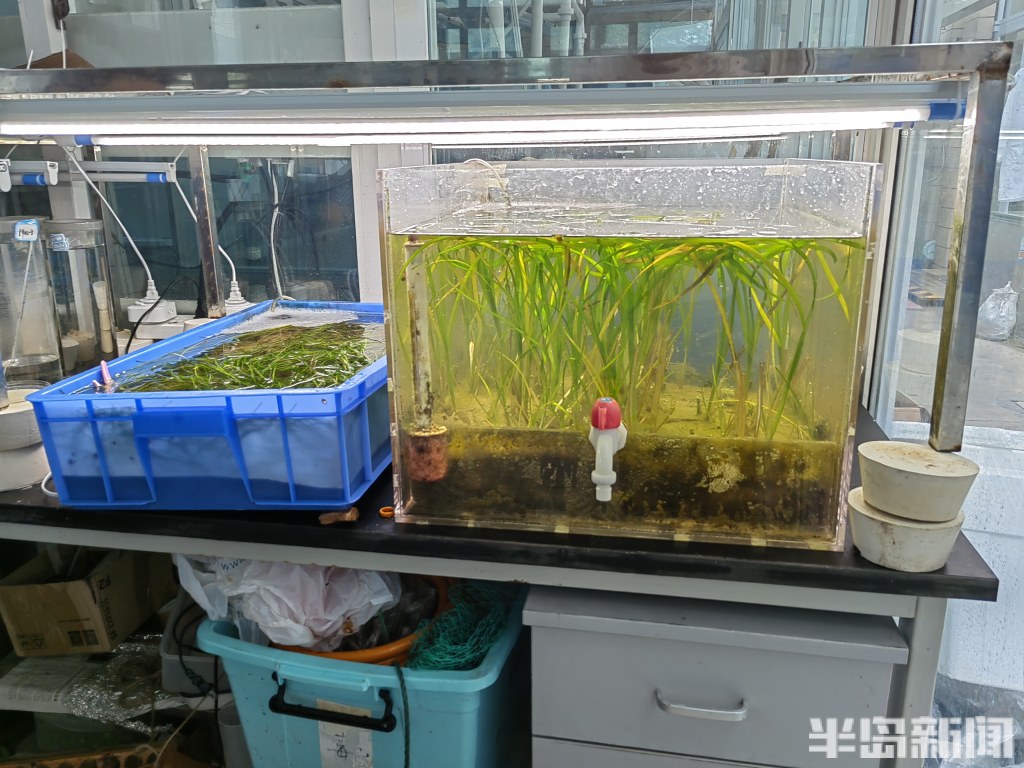 江苏海草床面积,海草床严重退化该如何修复