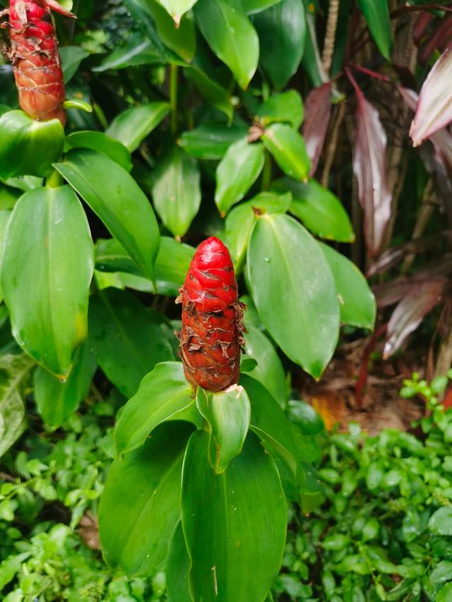 从西双版纳到老挝琅勃拉邦