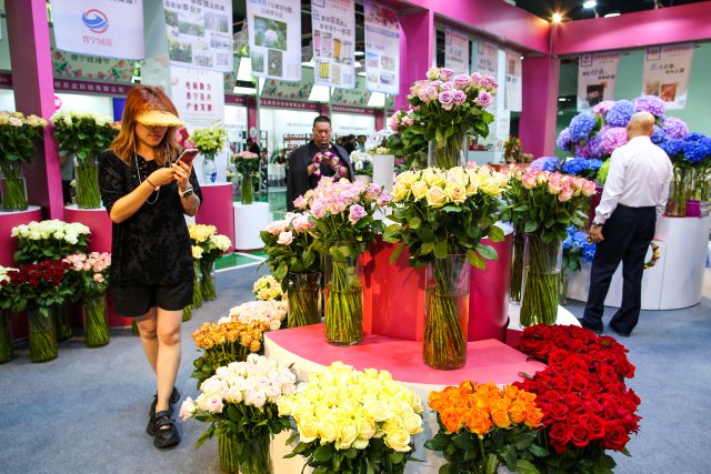 有一种叫云南的生活｜“郑和故里·云花灿烂”！2023晋宁玫瑰节启幕