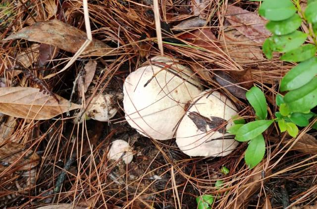 开屏策划｜上哪找菌、怎么识菌？云南捡菌“老司机”这样说→