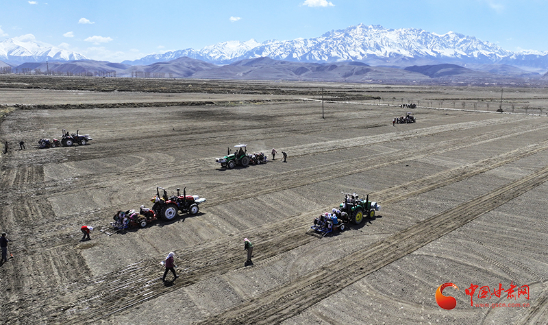 中药材种植成致富良方,中医药种植致富良方