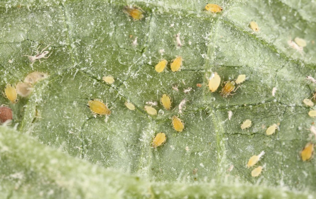 浅谈蔬菜蚜虫的防治方法,蔬菜种植蚜虫防治技术方案