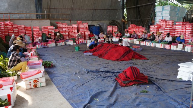 元江三月红早熟荔枝上市,云南元阳三月红荔枝抢鲜上市