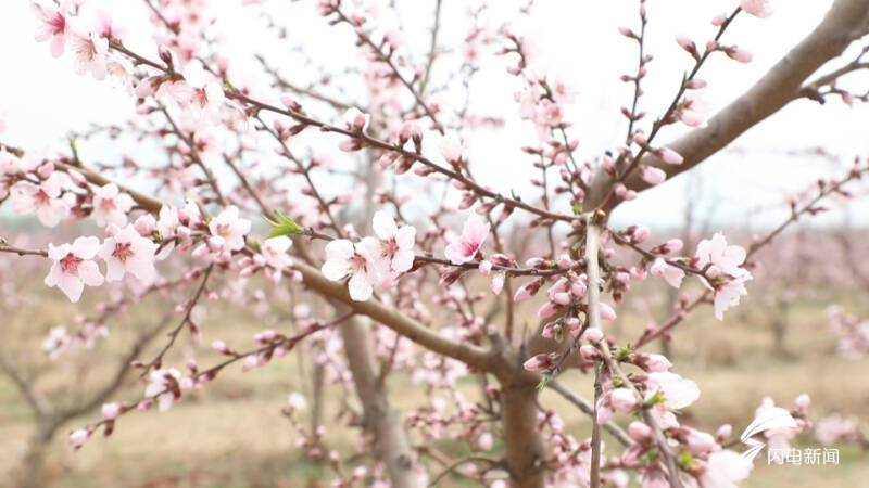临邑马坡桃花,领略乡村文化赶大集