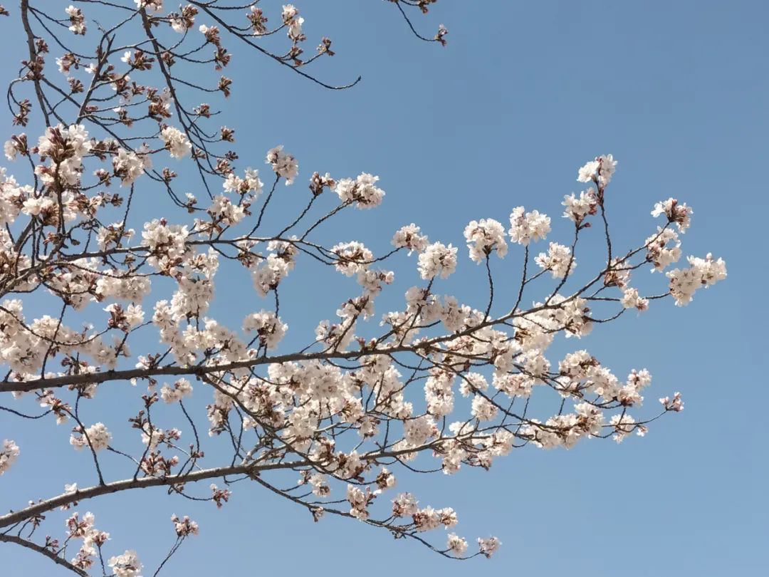 潍坊哪里的樱花最好,潍坊樱花大道在哪里