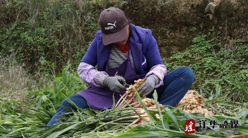 江华码市镇黄石村：闲置地种上小黄姜产业增产又增收