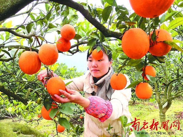 产品篇：品牌培塑“好充食”成为全省十大优秀区域公用品牌