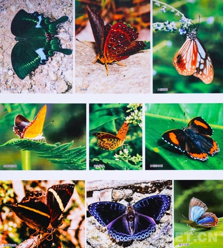 第十七届西藏珠穆朗玛摄影展征稿,西藏珠穆朗玛摄影大赛