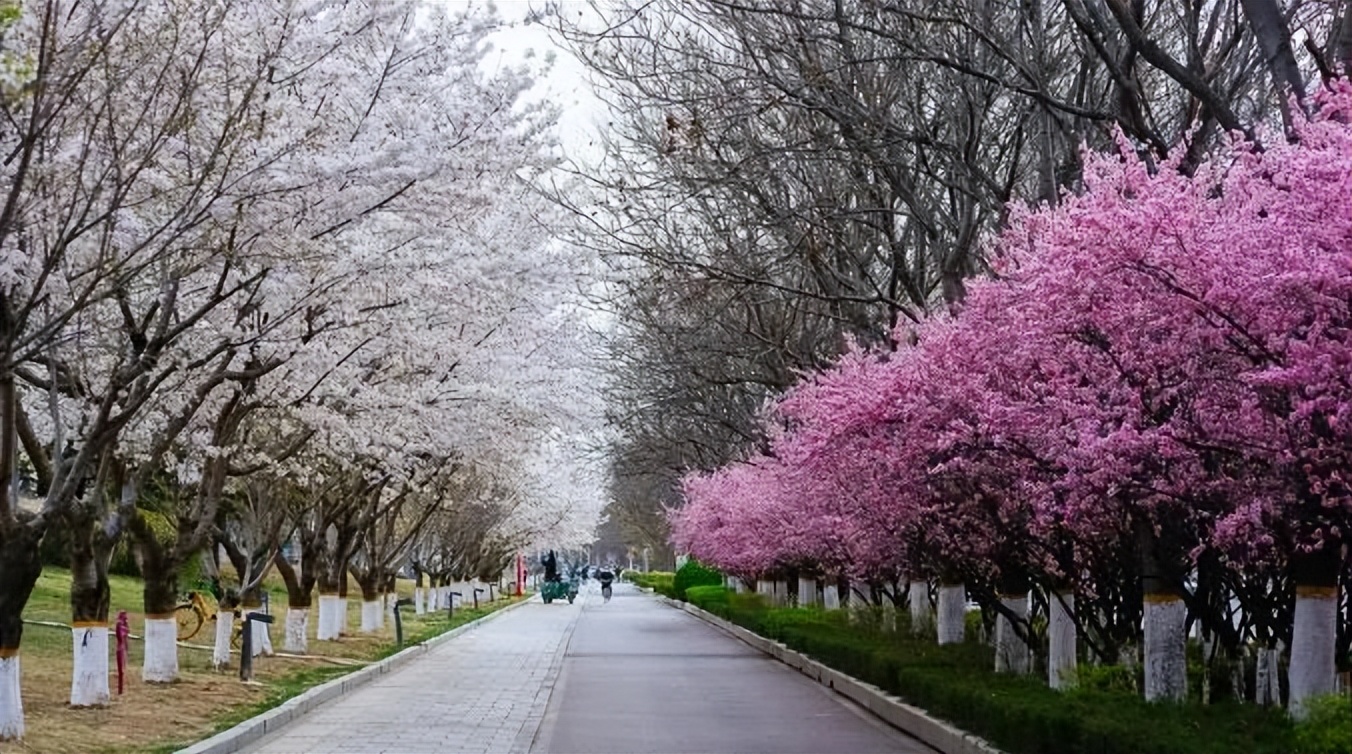 潍坊哪里的樱花最好,潍坊樱花大道在哪里