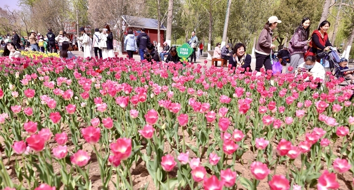 泉城公园里的花儿娇艳欲滴,泉城广场荷花仙子