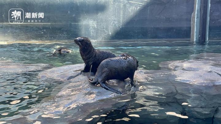 舟山长乔极地海洋公园门票团购,舟山长乔海洋公园海狮