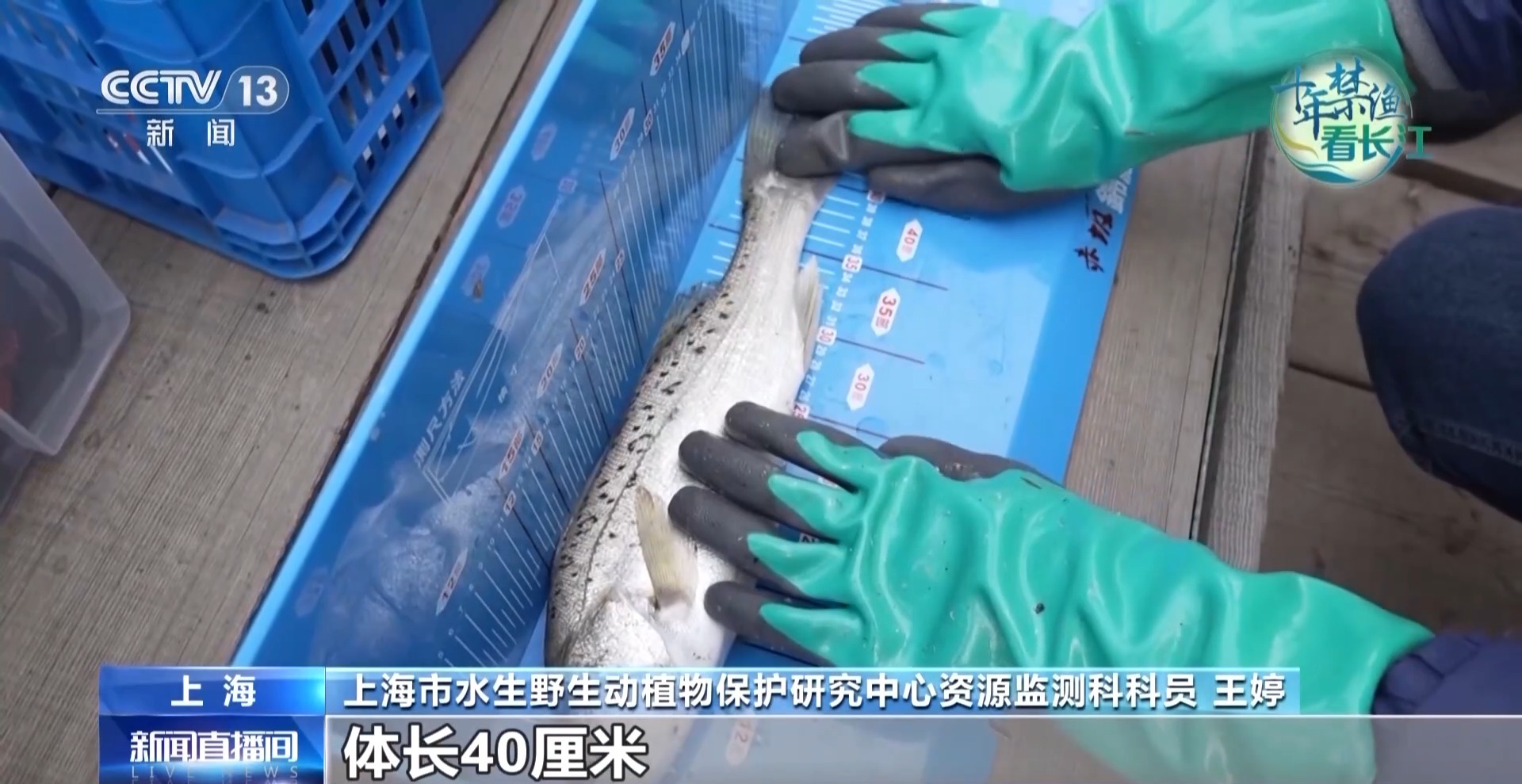 长江禁渔鱼类数据变化,长江禁渔三年多鱼儿们过得怎么样