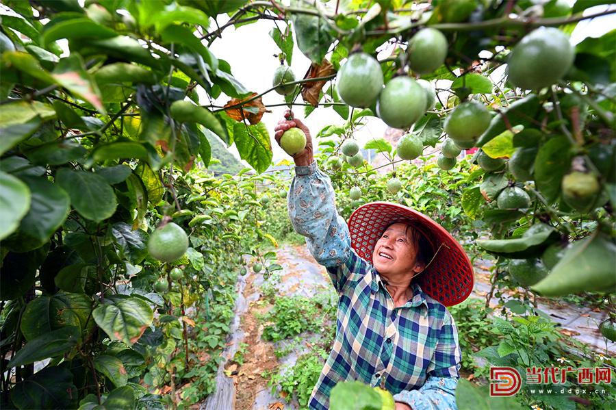 复垦地里的石头,复垦地长庄稼怎么样