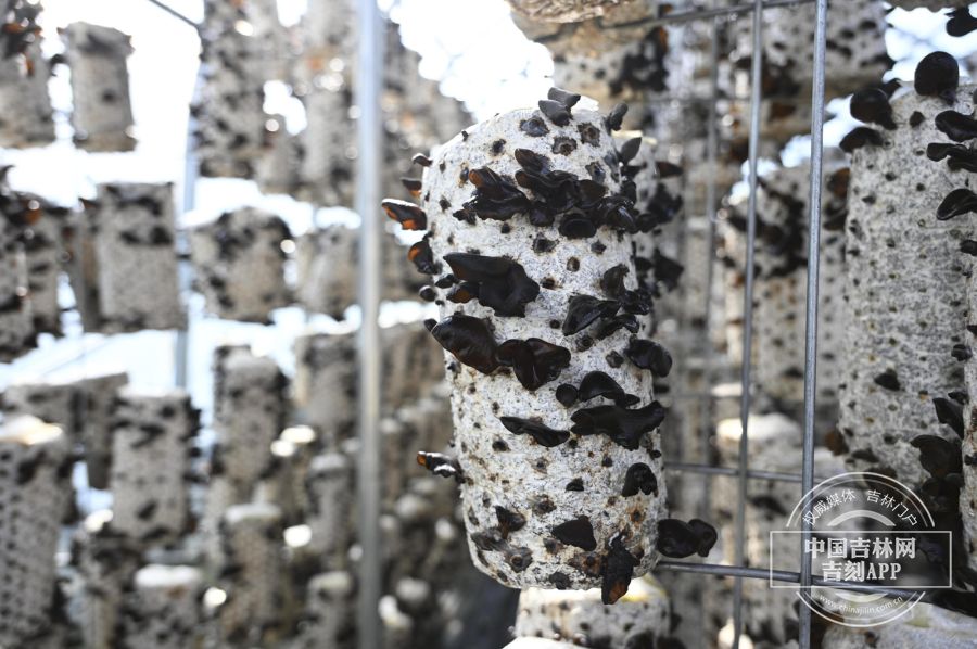 稻花香里说丰年丨汪清：小木耳撑起乡村振兴大产业