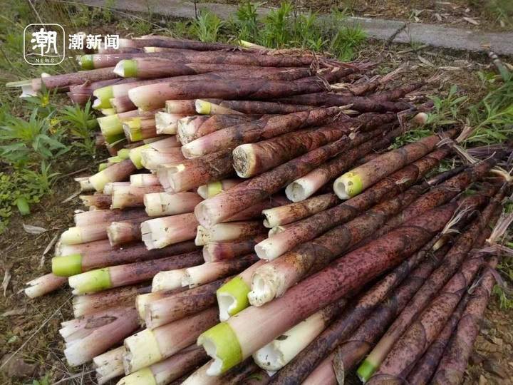 用什么办法来保存新鲜的笋,专家讲新鲜竹笋咋保存最有营养