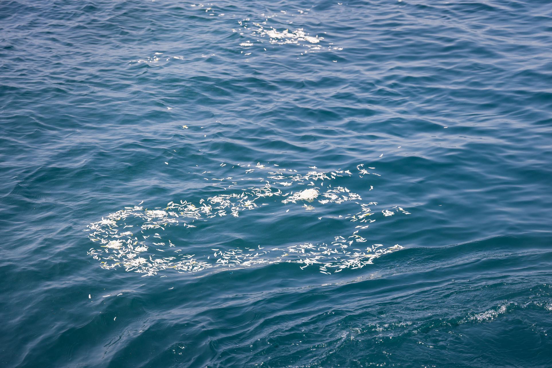 厦门第十七次海葬,深圳第49次海葬