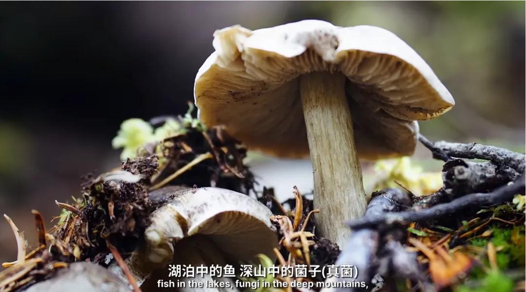 万千气象看云南|《什么是云南》，这就是云南！