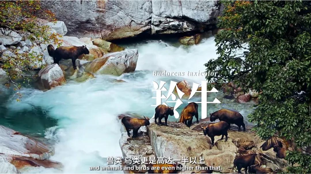 万千气象看云南|《什么是云南》，这就是云南！